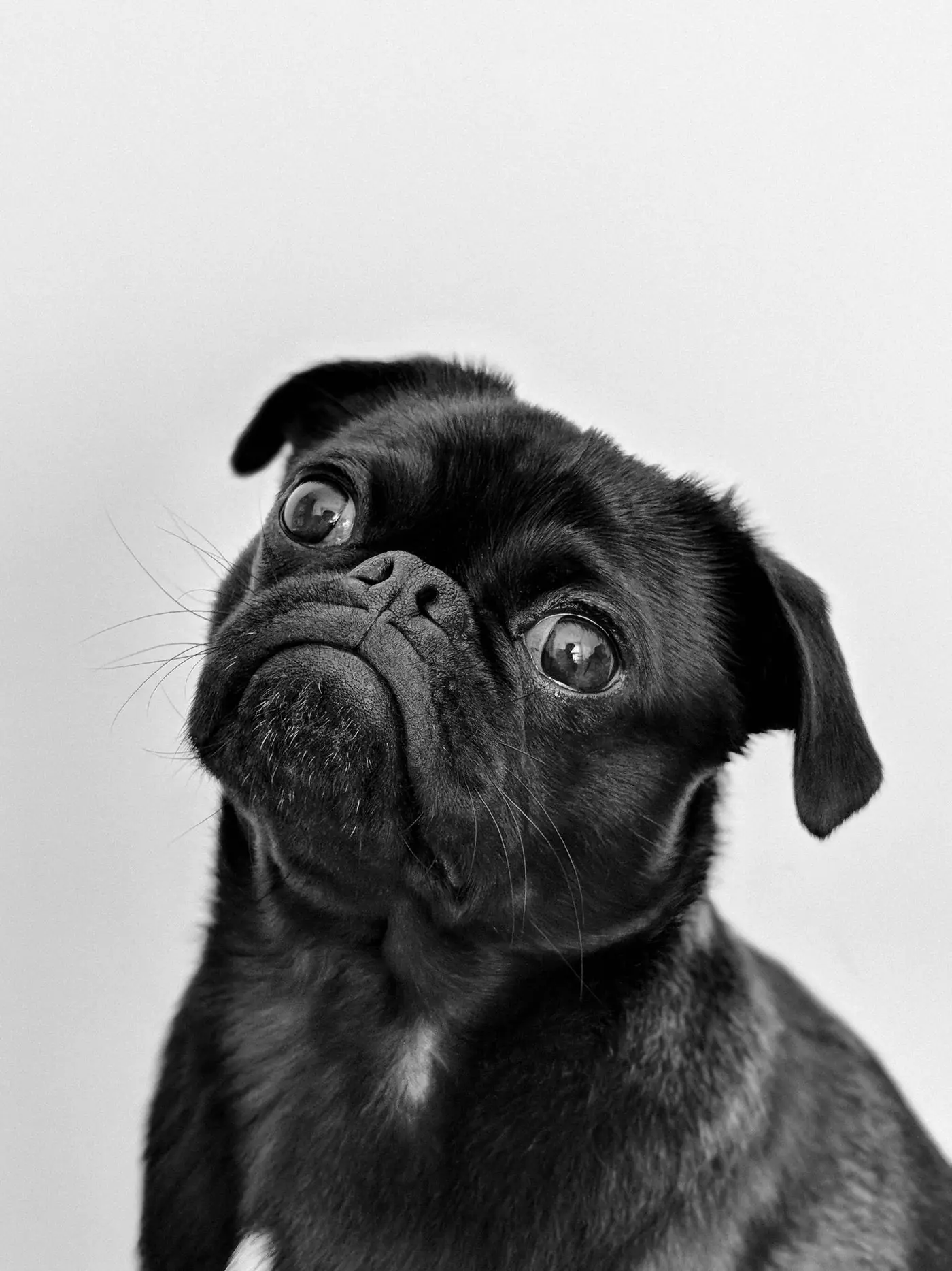 Carlino nero che guarda in alto, ritratto in bianco e nero.
